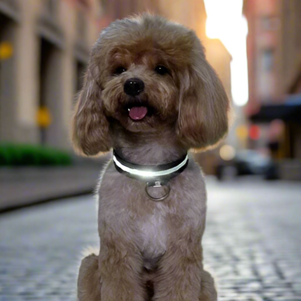 Collier LED pour chien LEDCollarDog™ noir – sécurité de nuit, lumière clignotante