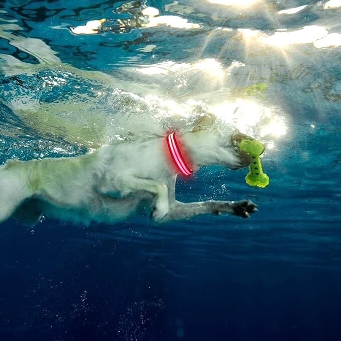 Collier LED pour chien LEDCollarDog™ rose – haute visibilité, taille réglable