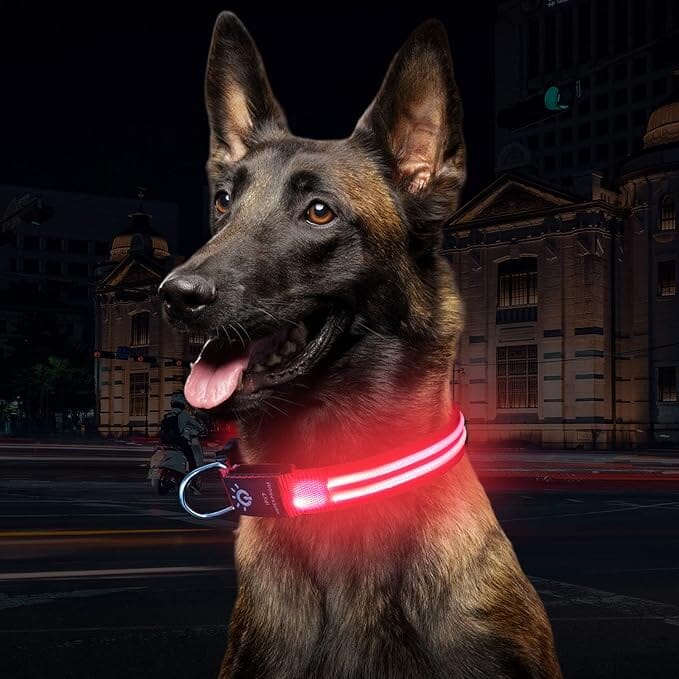 Collier LED pour chien LEDCollarDog™ rose – haute visibilité, taille réglable