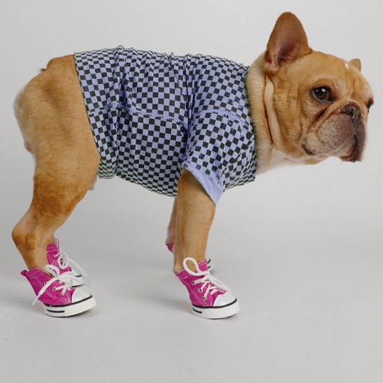 Chaussure Chien | PawProtect