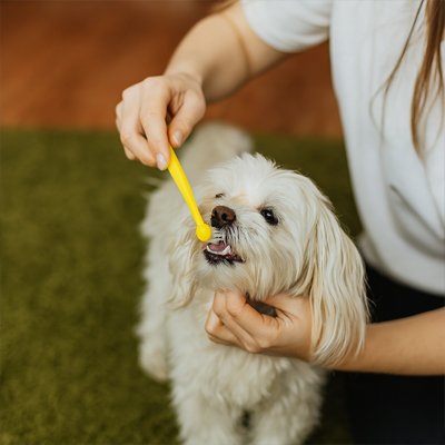 Brosse a dent Chien | FreshBite