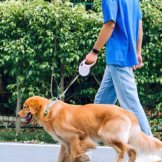 Laisse pour chien | Rétractable Liberté