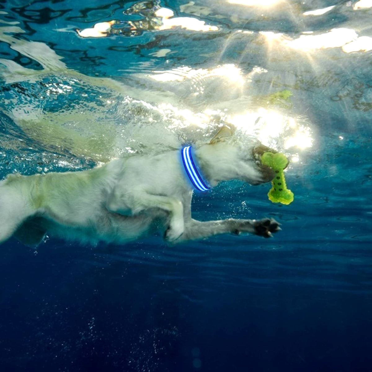 Collier LED pour chien LEDCollarDog™ bleu – rechargeable, visibilité 300 mètres